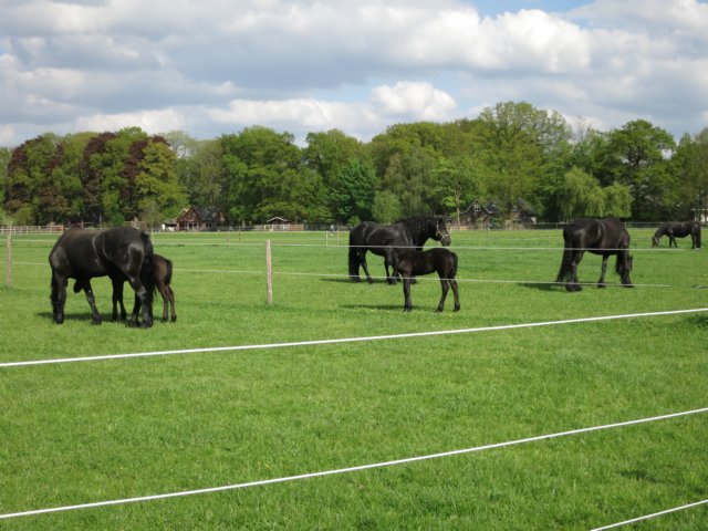 HWK Wekerom033.jpg